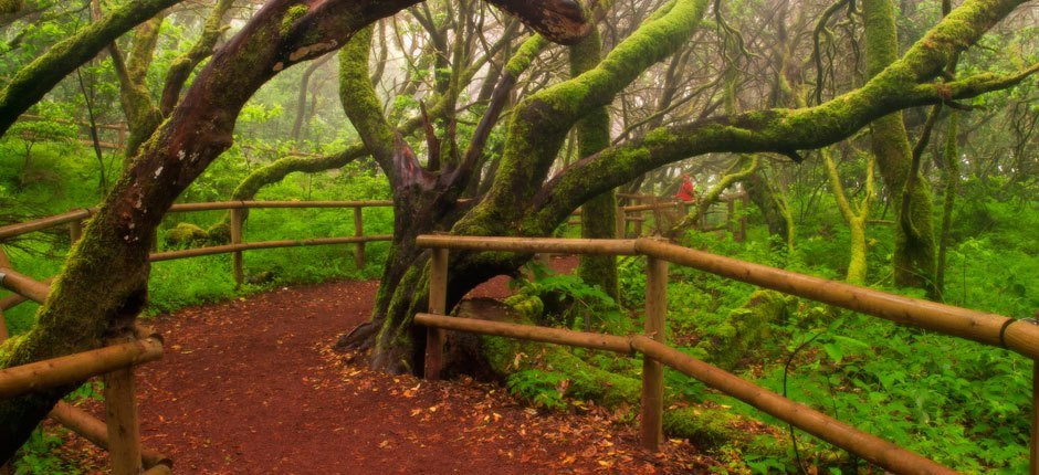 Parque nacional garajonay la gomera 0