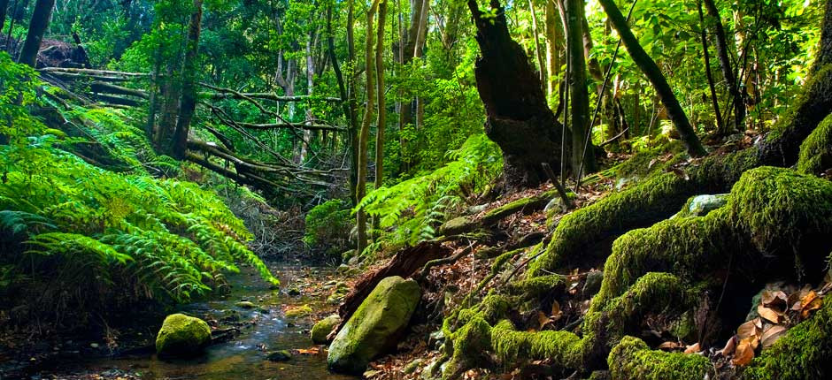 Parque nacional garajonay la gomera 4