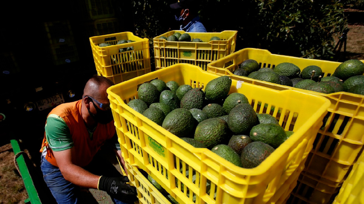 Aguacateros pierden hasta mdd diarios